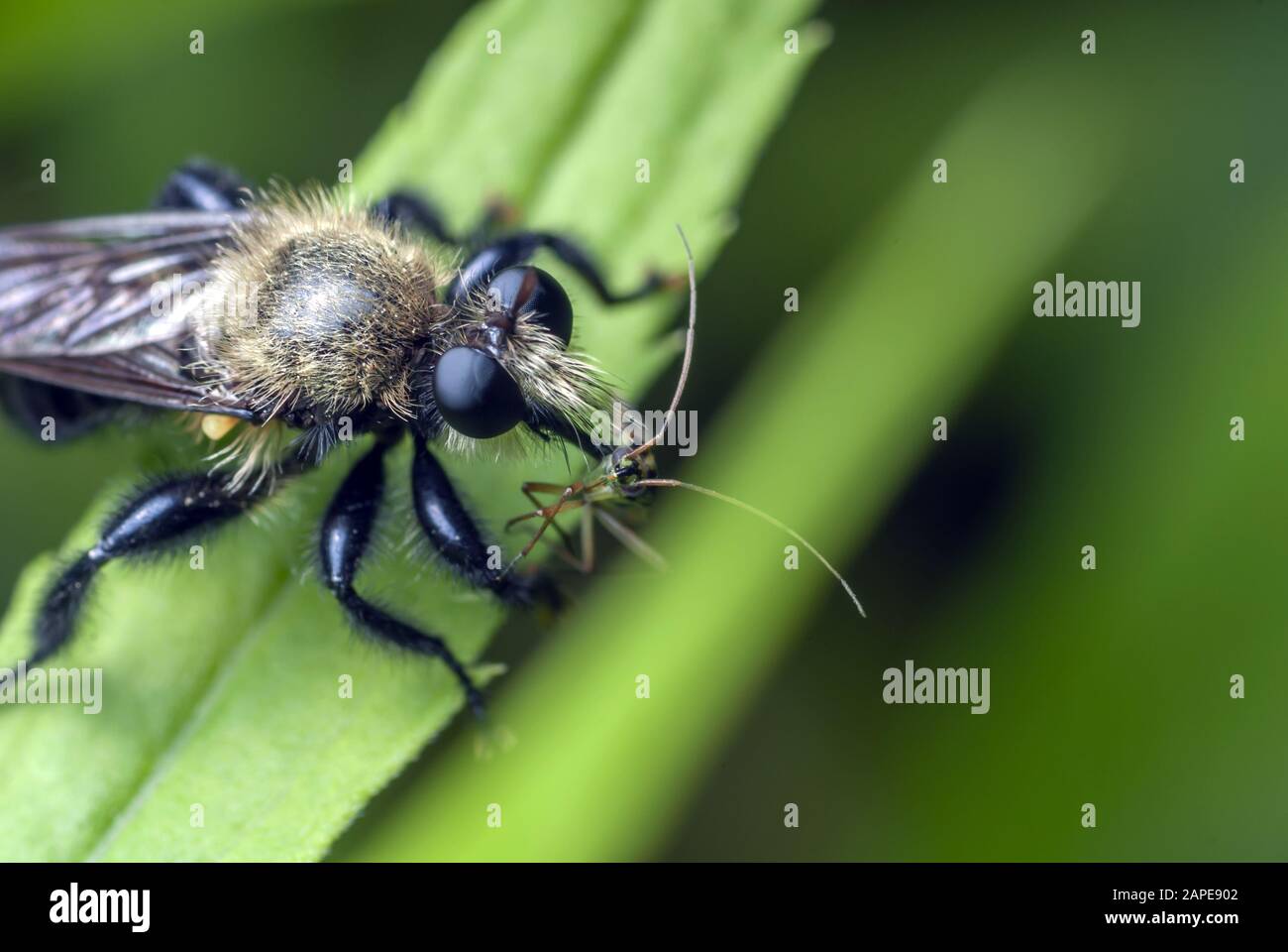Gros plan d'un insecte debout sur une feuille verte Banque D'Images