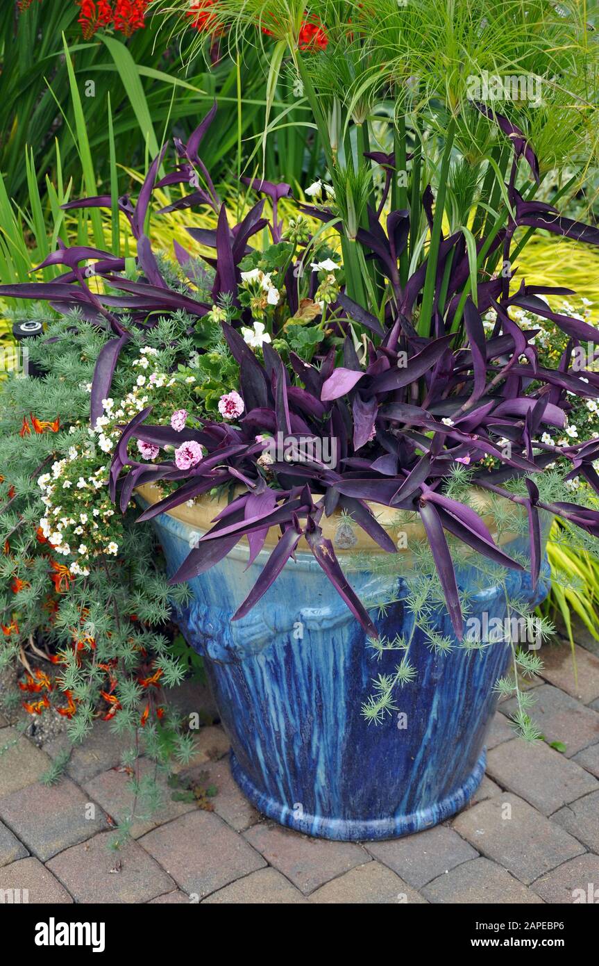 Pot de fleurs en céramique bleue sur patio en brique Banque D'Images