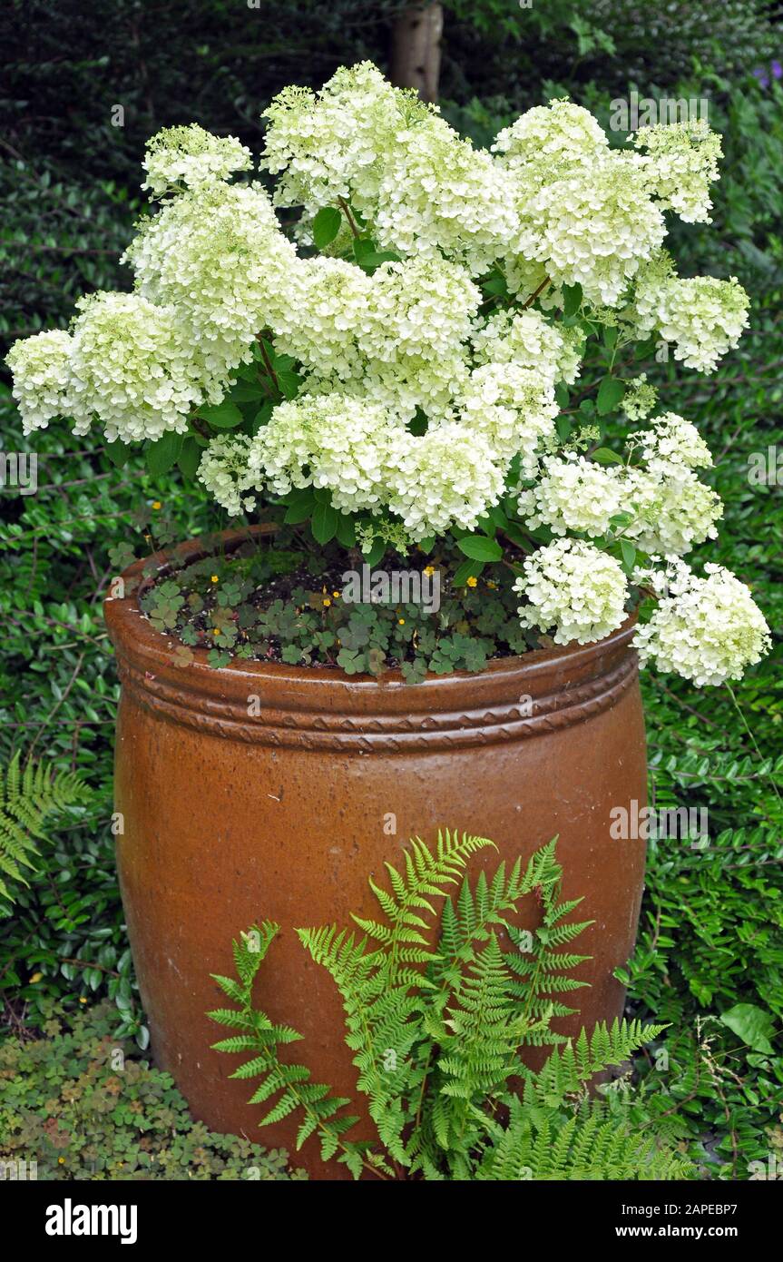 Pot de fleurs en céramique marron rempli de fleurs d'hydracea blanches Banque D'Images