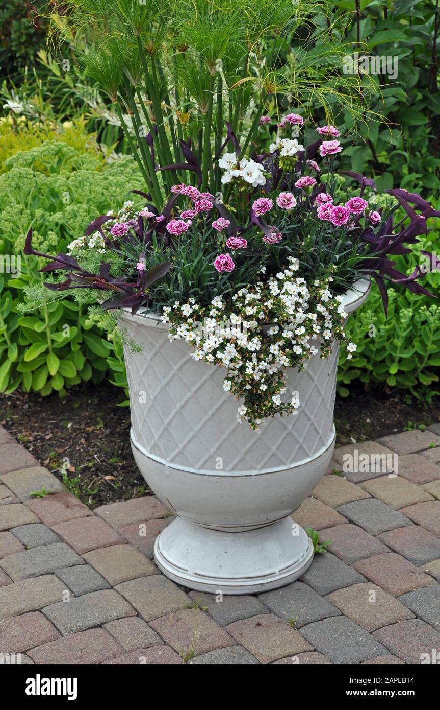 Pot de fleurs en céramique blanche rempli de œillets sur le patio Banque D'Images