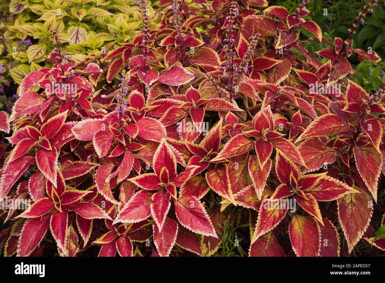 Gros plan des plantes rouges de Solenostemon - Coleus en été Banque D'Images