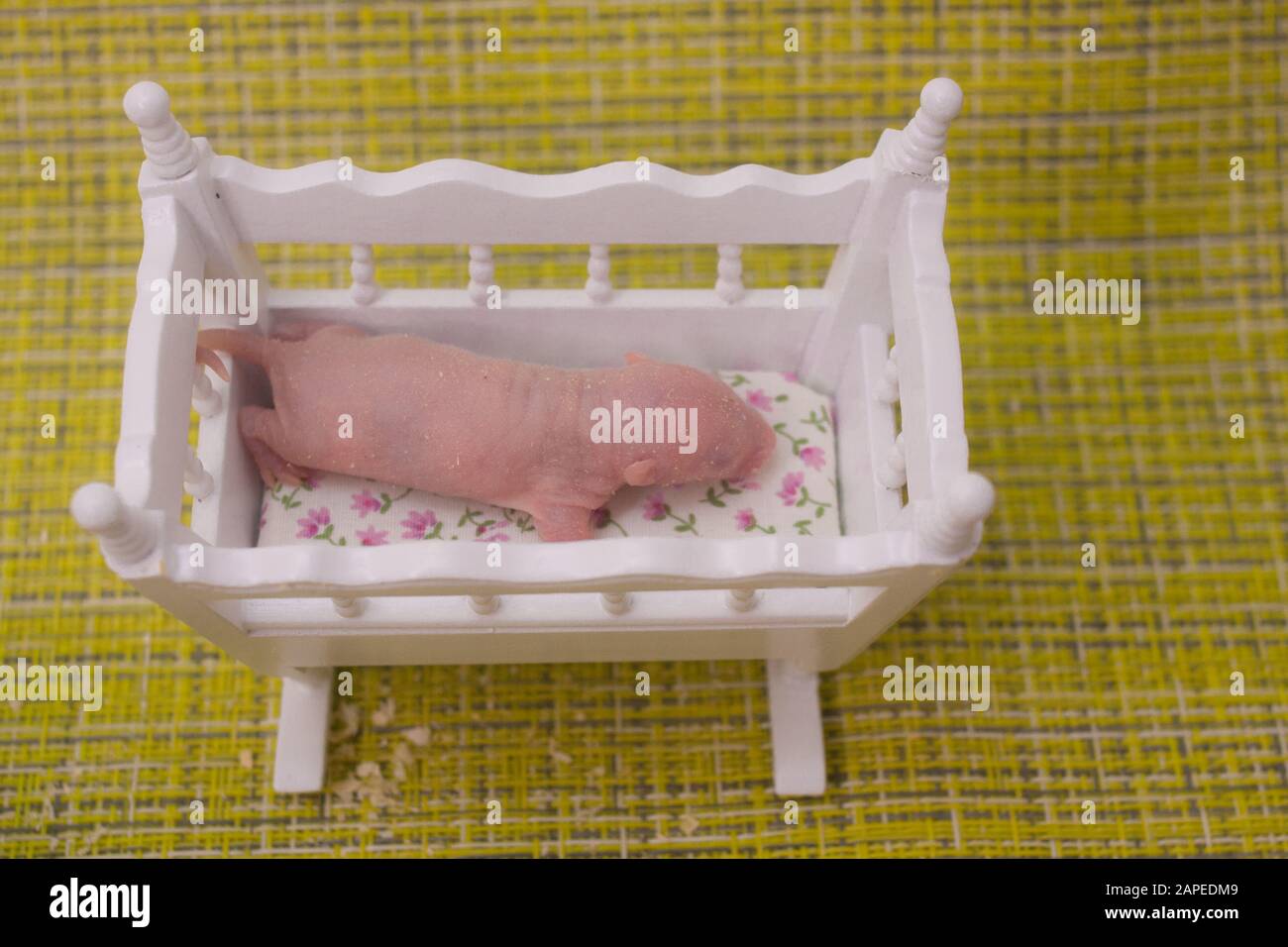 Bebe De Rat Dans Un Lit De Bebe En Bois Blanc Symbole De Calendrier Chinois Horoscope Asiatique Photo Stock Alamy