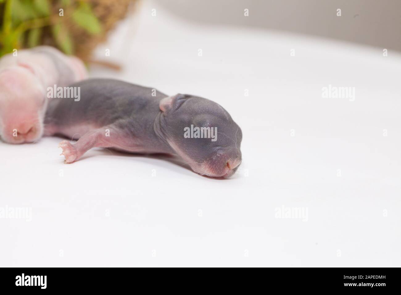 Bebe Rat Gris Sur Fond Blanc Symbole De Calendrier Chinois Horoscope Asiatique Photo Stock Alamy