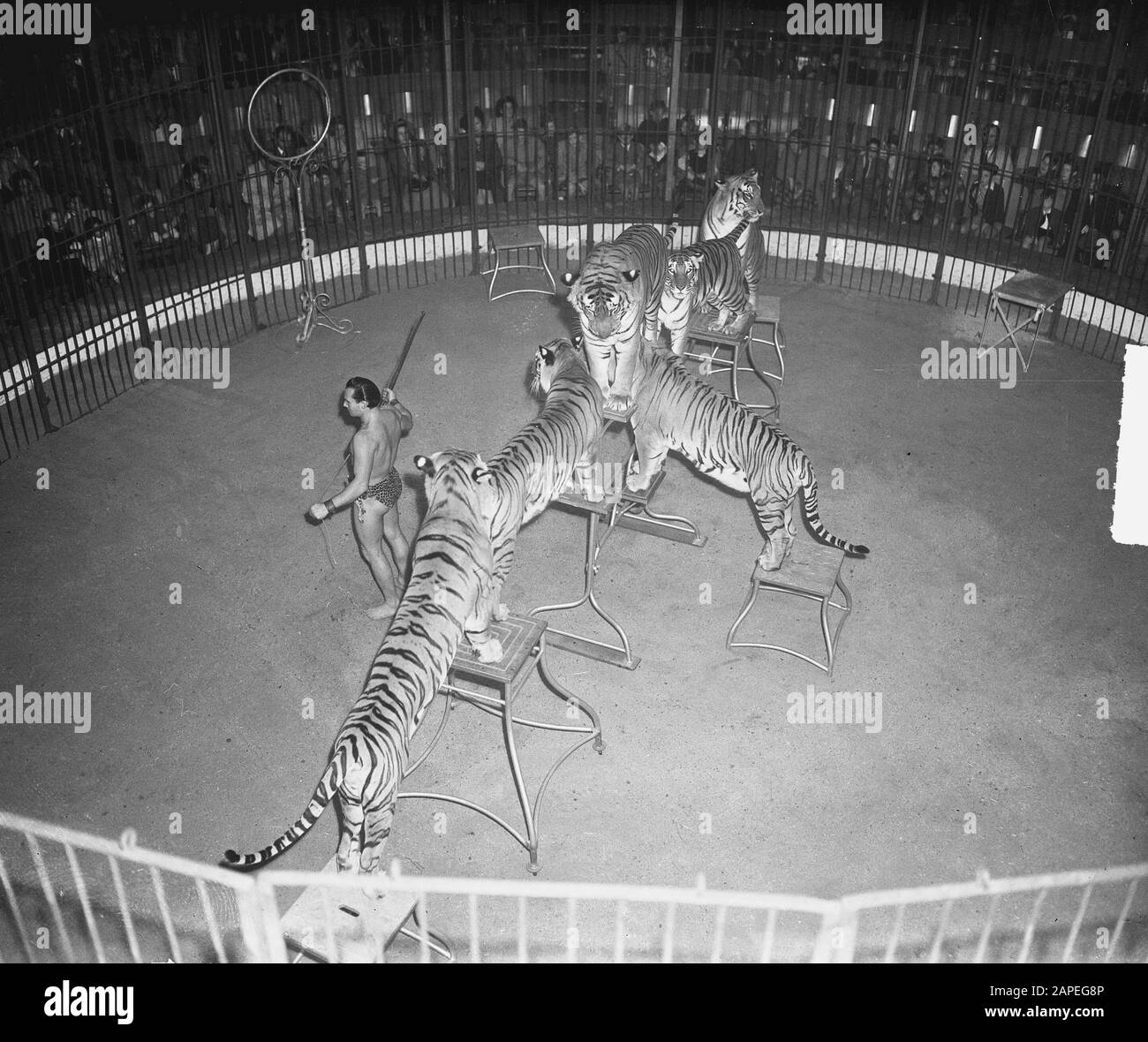 Cirque Mikkenie. Tigers en mode figure Date : 12 octobre 1948 mots clés : cirques, tigres Banque D'Images