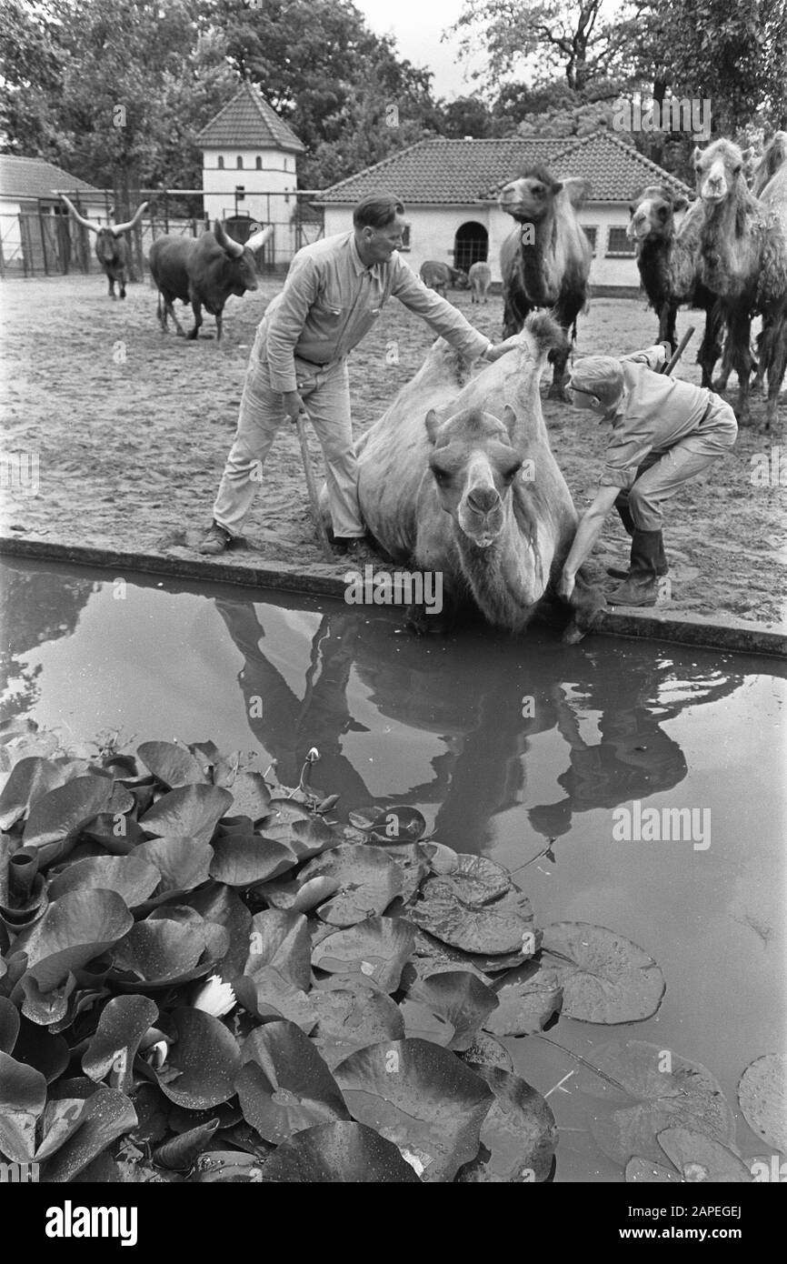 Bertus, camelenjong in Artis, mère Mary Hit water babysitter bol aide à la main Date: 28 juin 1966 lieu: Amsterdam, Noord-Holland mots clés: Zoos Nom personnel: Bertus, Mary Nom de l'institution: Artis Banque D'Images