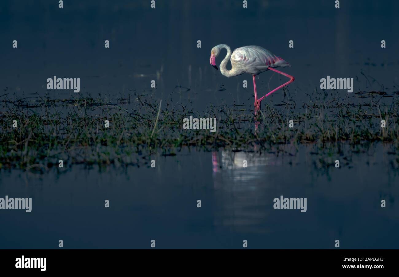 Un Grand Flamingo Phoenicopterus roseus, marcher dans un lac avec réflexion, concept de vie sauvage pittoresque Banque D'Images