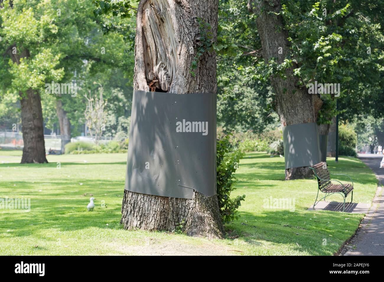 Grands groupes placés autour d'arbres dans un parc dans le centre de Melbourne, en Australie pour empêcher les montants d'escalade et de surnourriture sur l'arbre. Banque D'Images