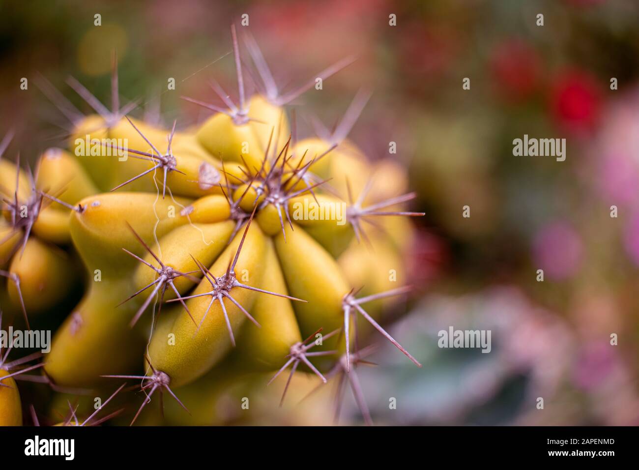 Cactus avec ses épines, sont très résistants et faciles à entretenir. Banque D'Images