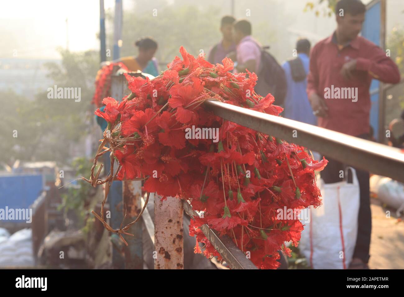 Fleurs d'hibiscus rouges accrochées à la rampe du pont Banque D'Images