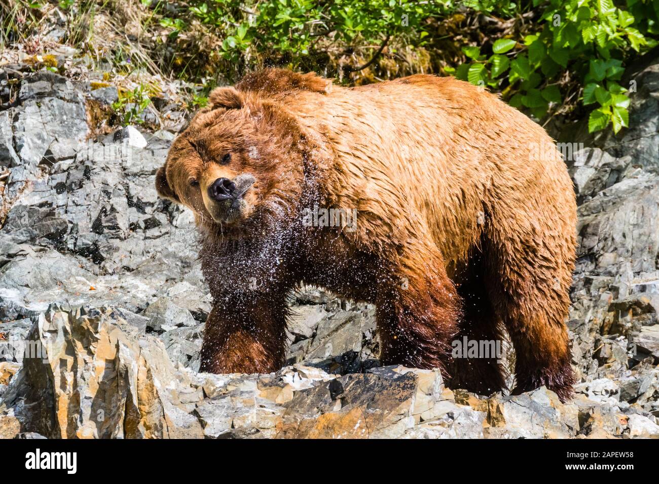 Un ours brun géant secoue l'eau pour envoyer de l'eau qui vole au-dehors de sa tête. Banque D'Images