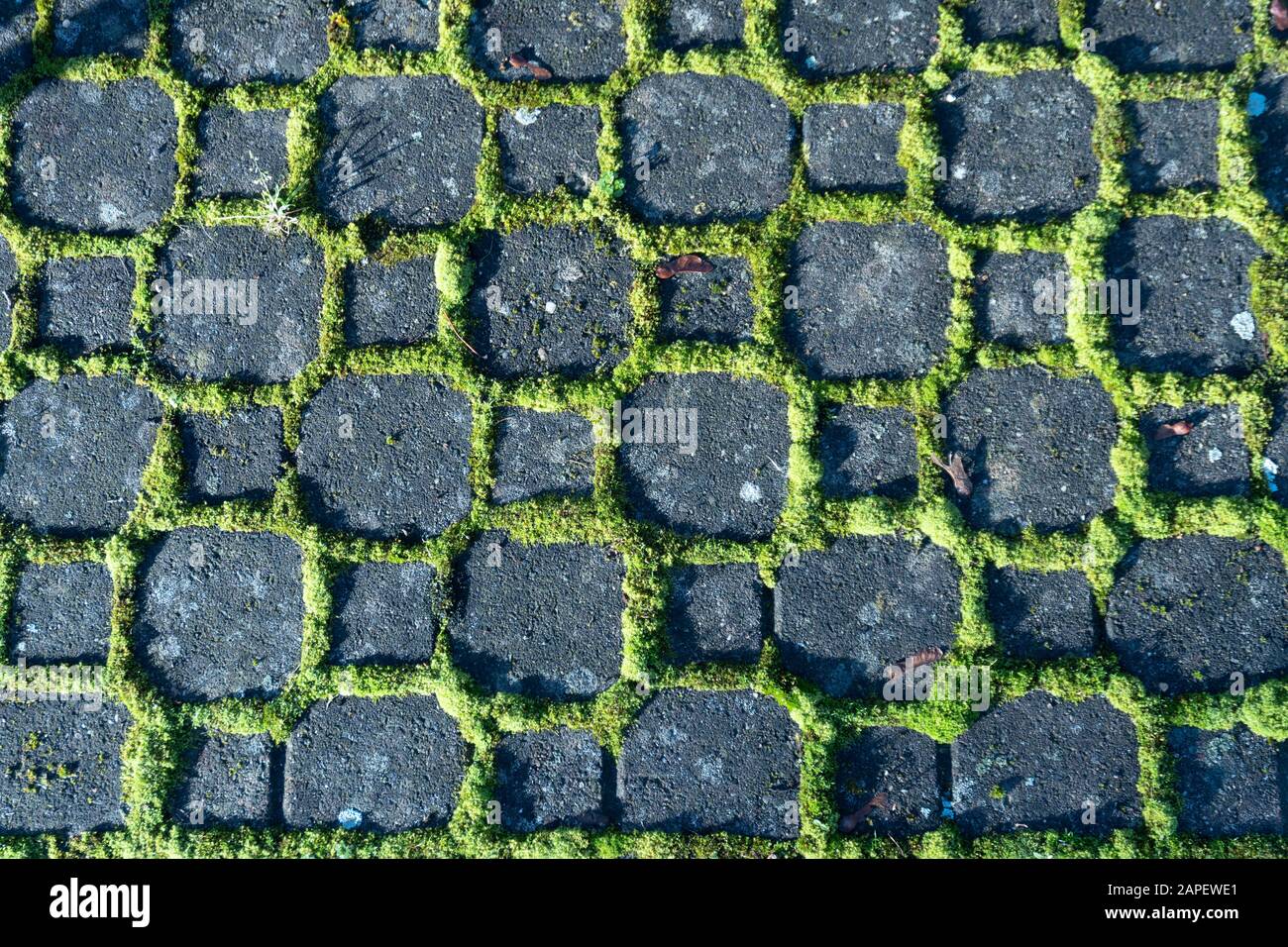 Motifs d'arrière-plan - pierres noires d'un chemin entouré de mousse vert clair dans la lumière du soleil Banque D'Images