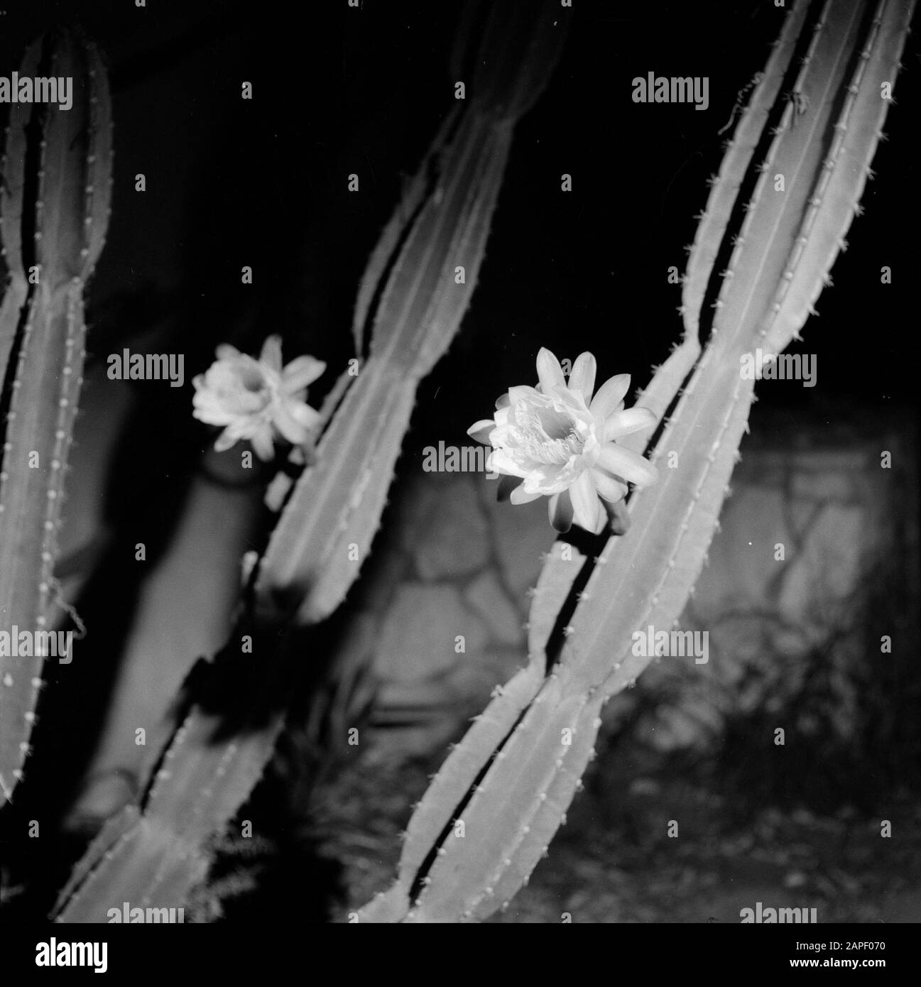 Cactus de la nuit de floraison Date : 1 janvier 1964 lieu : Israël mots clés : floraison, fleurs, cactus Banque D'Images