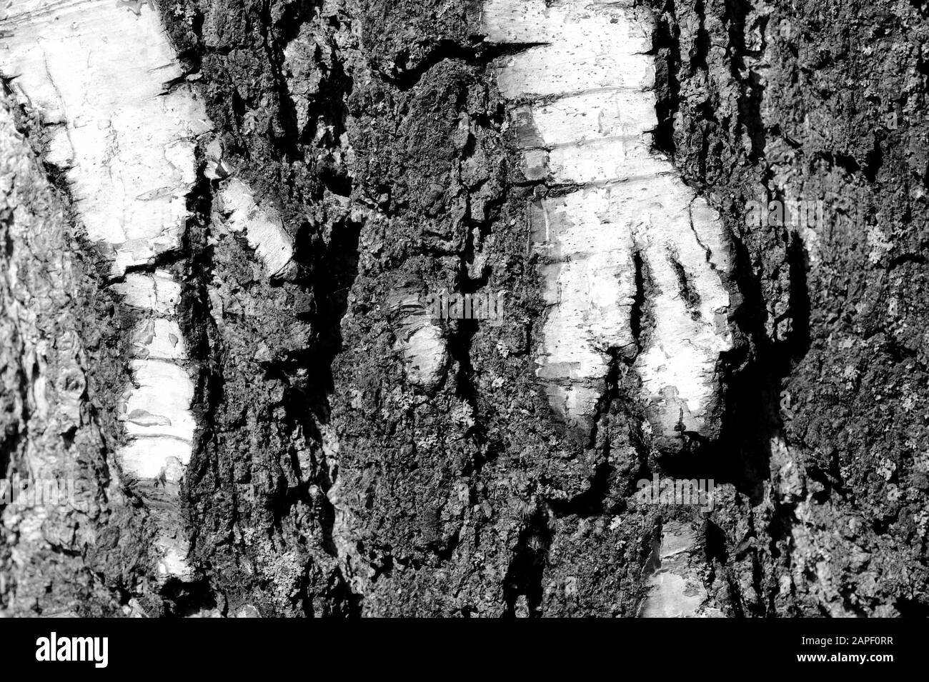 Texture écorce de bouleau gros plan. Fond naturel monochrome Banque D'Images