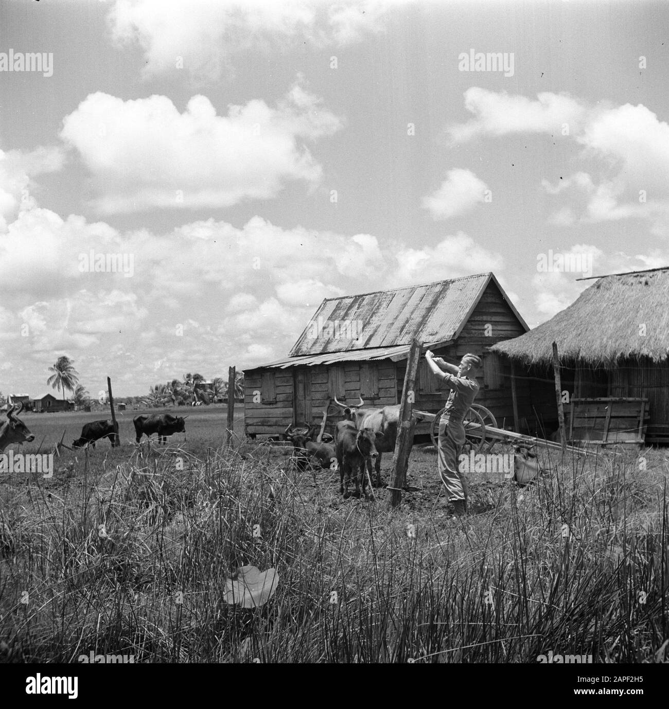 Voyage au Suriname et aux Antilles néerlandaises Description: Fermier les Haas font une clôture à une grange de vache Date: 1947 lieu: Nickerie, Suriname mots clés: Vaches, écuries Nom personnel: Hare, [.] de Banque D'Images