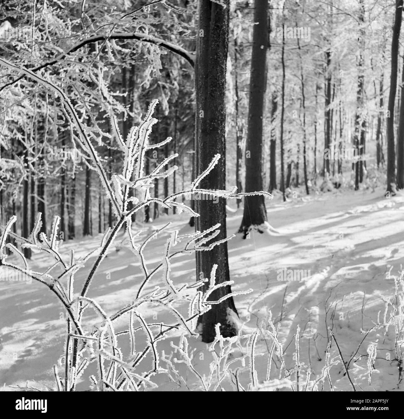 Rothaargebergte Description: Forêt et branches matures Date: Non daté lieu: Allemagne, Rhénanie-du-Nord-Westphalie, Allemagne de l'Ouest mots clés: Forêts, neige, hiver Banque D'Images