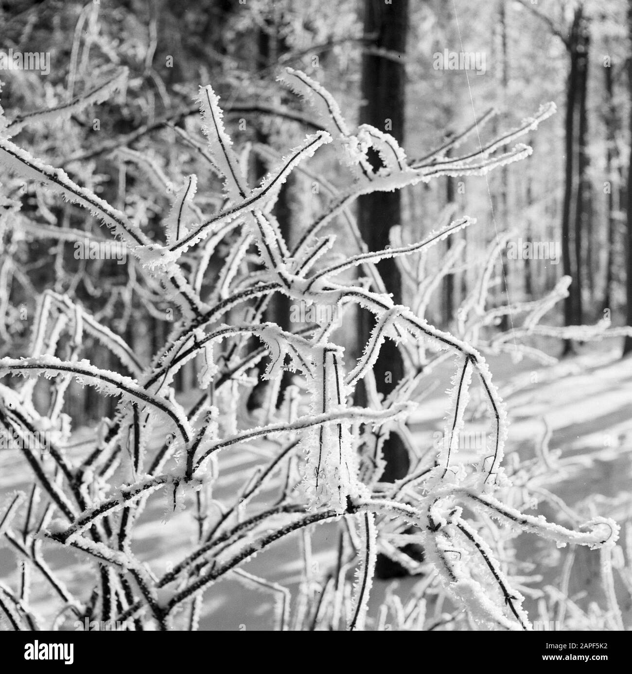 Rothaargebergte Description: Forêt et branches matures Date: Non daté lieu: Allemagne, Rhénanie-du-Nord-Westphalie, Allemagne de l'Ouest mots clés: Forêts, neige, hiver Banque D'Images