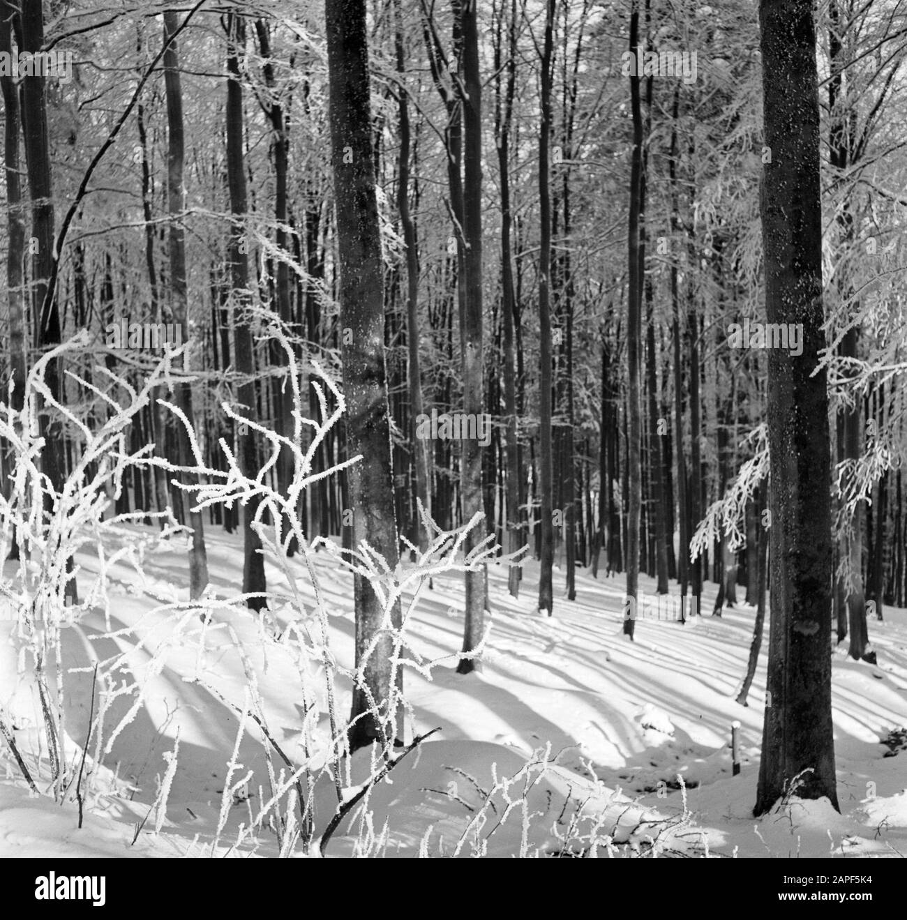 Rothaargebergte Description: Forêt et branches matures Date: Non daté lieu: Allemagne, Rhénanie-du-Nord-Westphalie, Allemagne de l'Ouest mots clés: Forêts, neige, hiver Banque D'Images