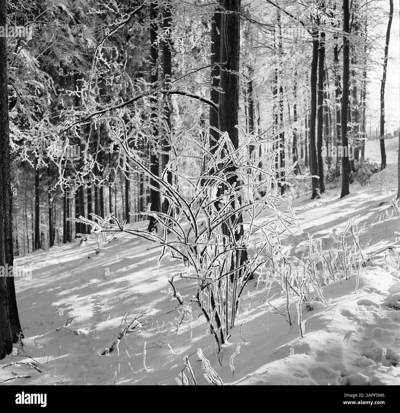 Rothaargebergte Description: Forêt et branches matures Date: Non daté lieu: Allemagne, Rhénanie-du-Nord-Westphalie, Allemagne de l'Ouest mots clés: Forêts, neige, hiver Banque D'Images