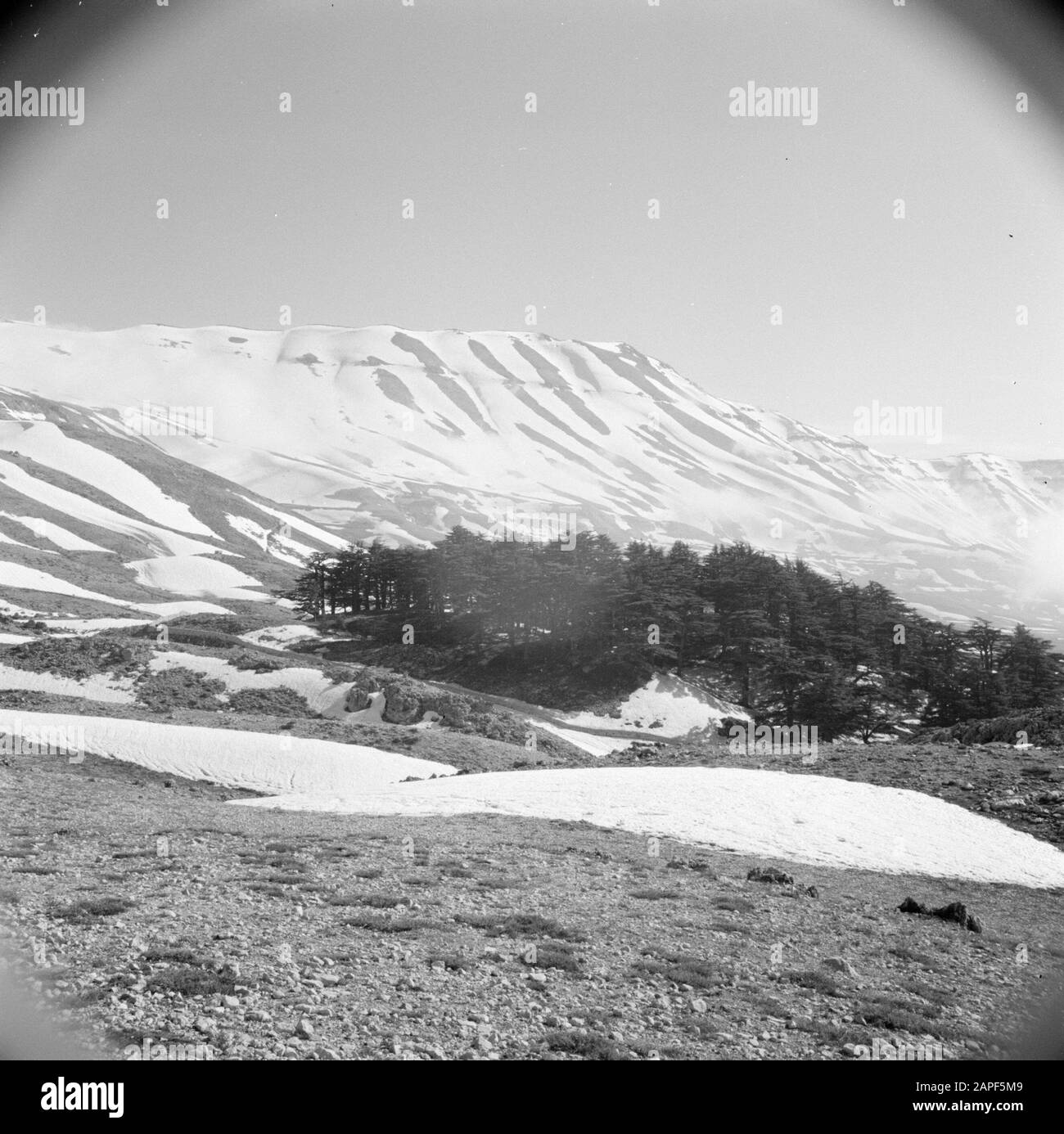 Moyen-Orient 1950-1955 : Liban Description: Forêt de cèdres dans la vallée de Qadisha Annotation: Paysage d'hiver Date: 1950 lieu: Cedars, Liban, Qadisha mots clés: Montagnes, forêts, panorama, neige Banque D'Images