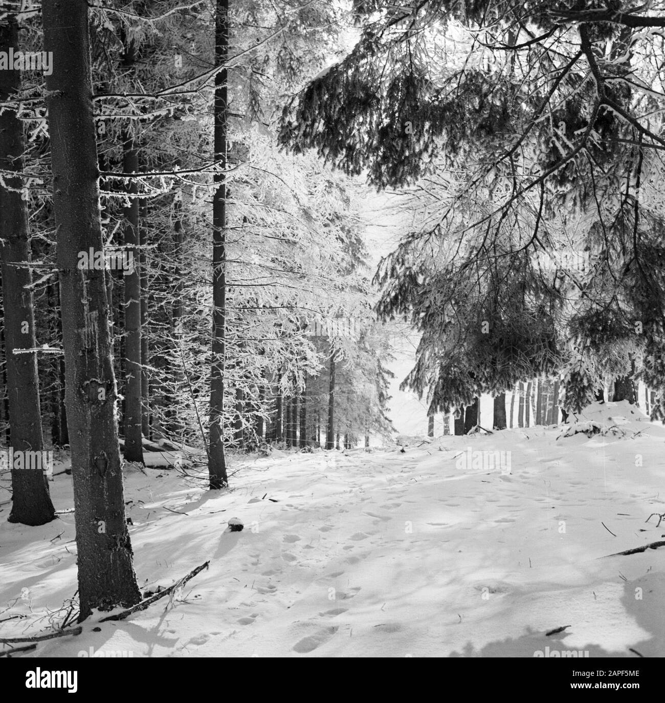 Rothaargebergte Description: Forêt en hiver Date: Non daté lieu: Allemagne, Rhénanie-du-Nord-Westphalie, Allemagne de l'Ouest mots clés: Forêts, neige, hiver Banque D'Images