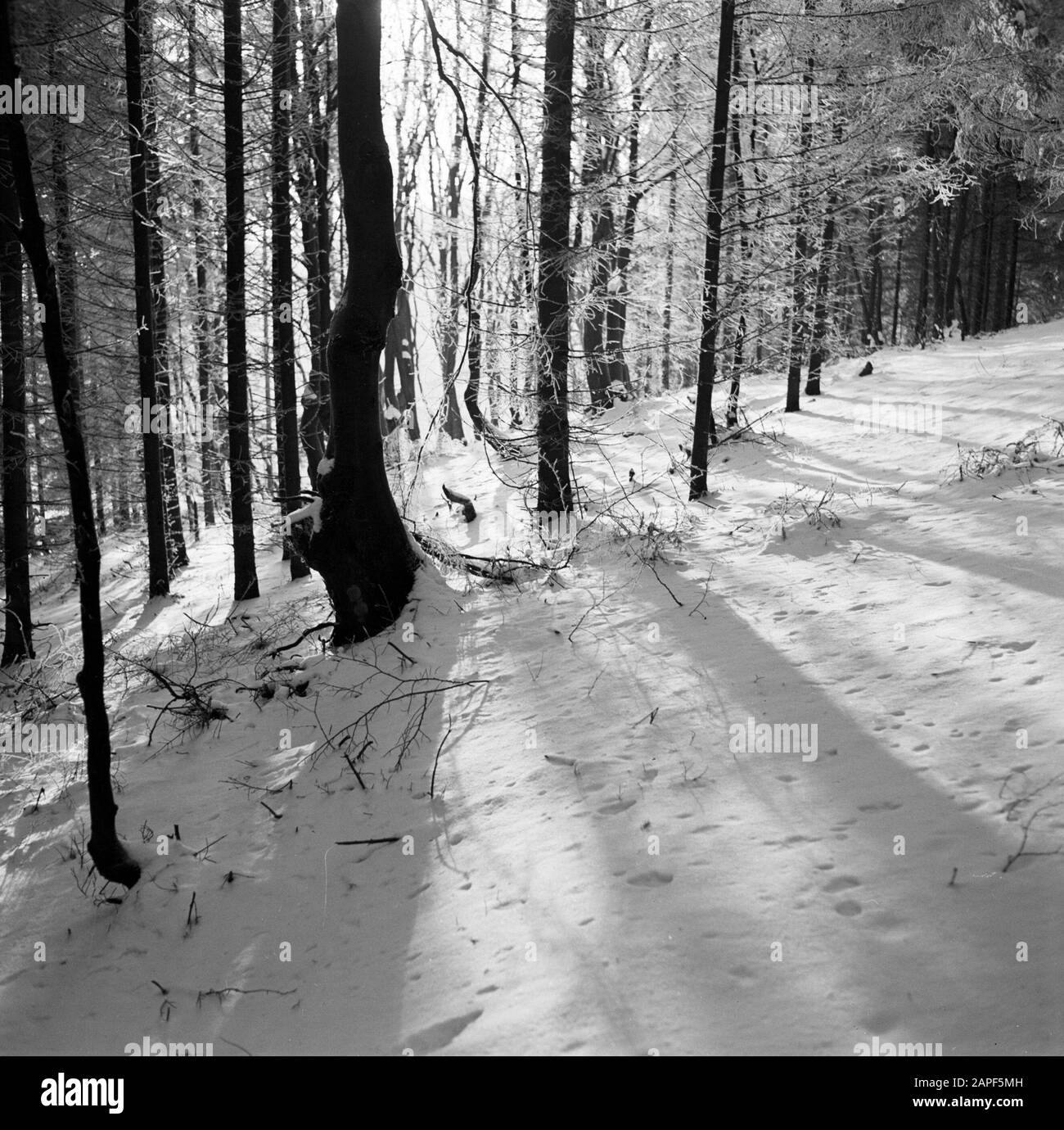 Rothaargebergte Description: Forêt en hiver Date: Non daté lieu: Allemagne, Rhénanie-du-Nord-Westphalie, Allemagne de l'Ouest mots clés: Forêts, neige, hiver Banque D'Images