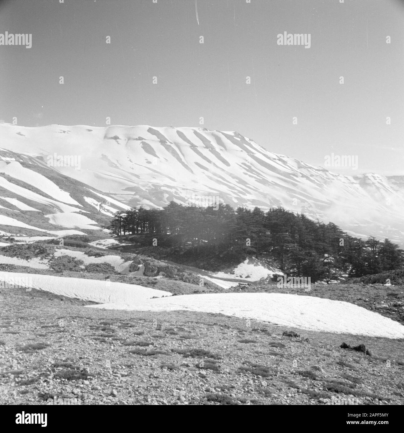 Moyen-Orient 1950-1955 : Liban Description: Forêt de cèdres dans la vallée de Qadisha Annotation: Paysage d'hiver Date: 1950 lieu: Cedars, Liban, Qadisha mots clés: Montagnes, forêts, panorama, neige Banque D'Images