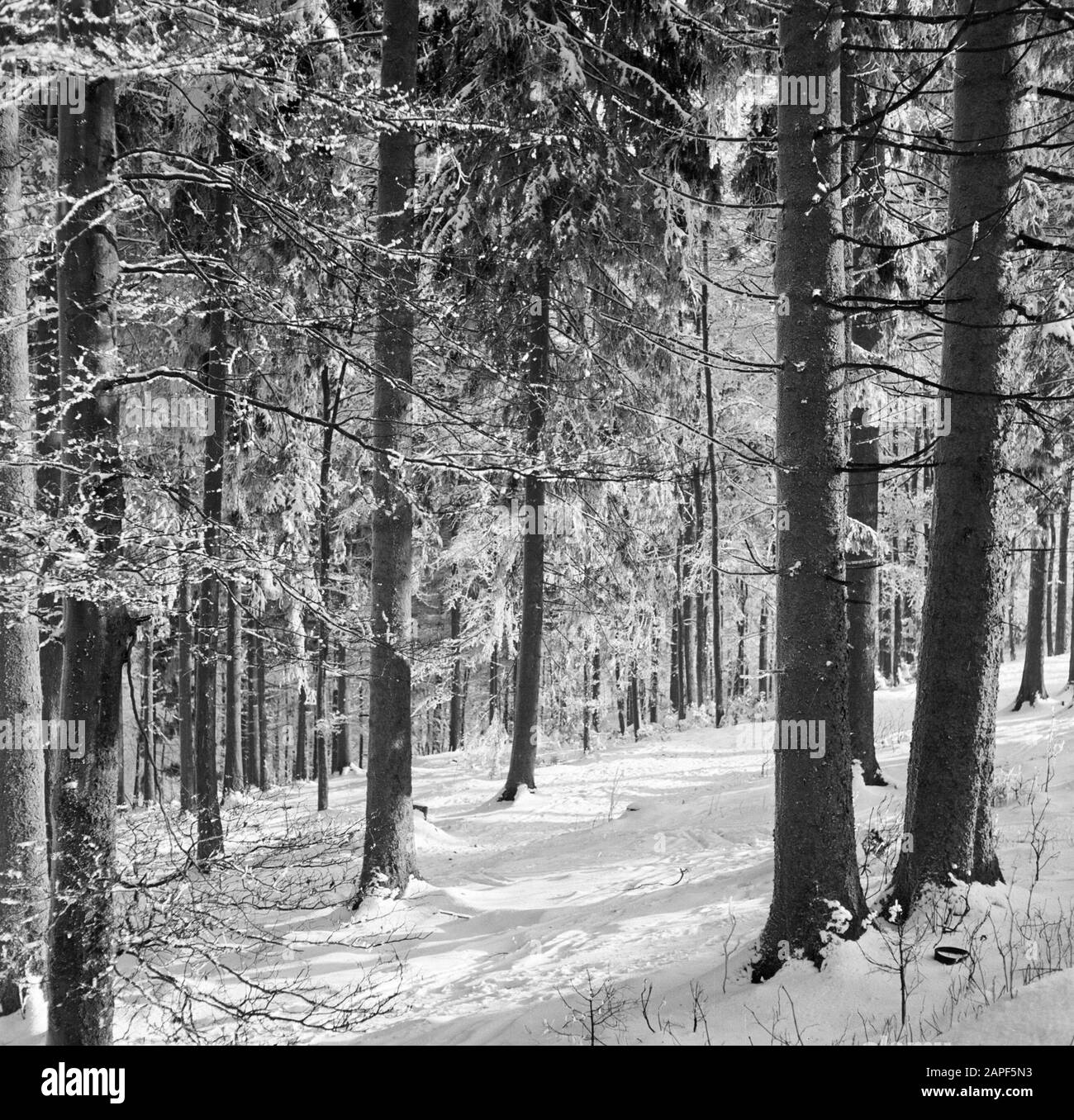 Rothaargebergte Description: Forêt en hiver Date: Non daté lieu: Allemagne, Rhénanie-du-Nord-Westphalie, Allemagne de l'Ouest mots clés: Forêts, neige, hiver Banque D'Images