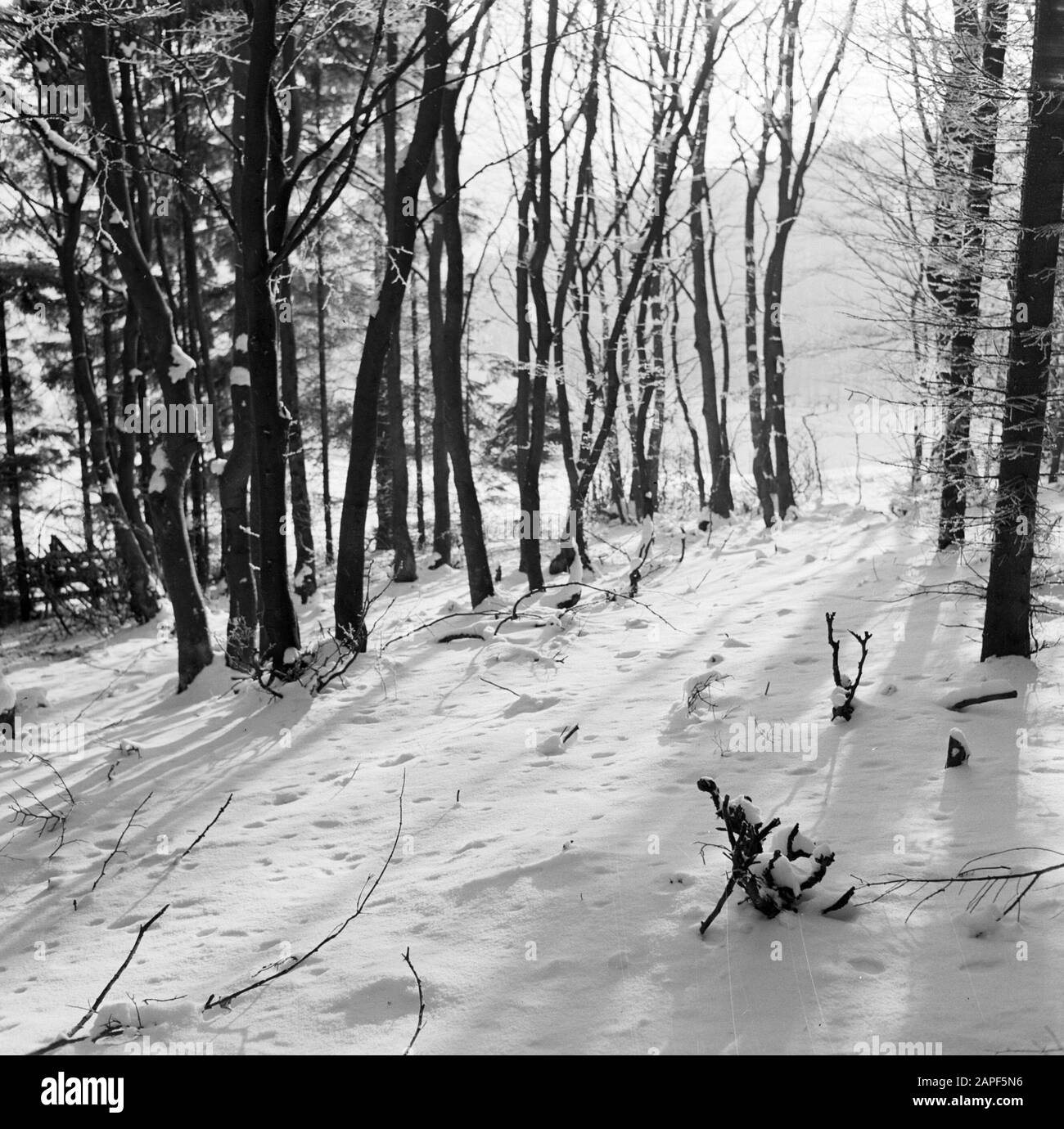 Rothaargebergte Description: Forêt en hiver Date: Non daté lieu: Allemagne, Rhénanie-du-Nord-Westphalie, Allemagne de l'Ouest mots clés: Forêts, neige, hiver Banque D'Images