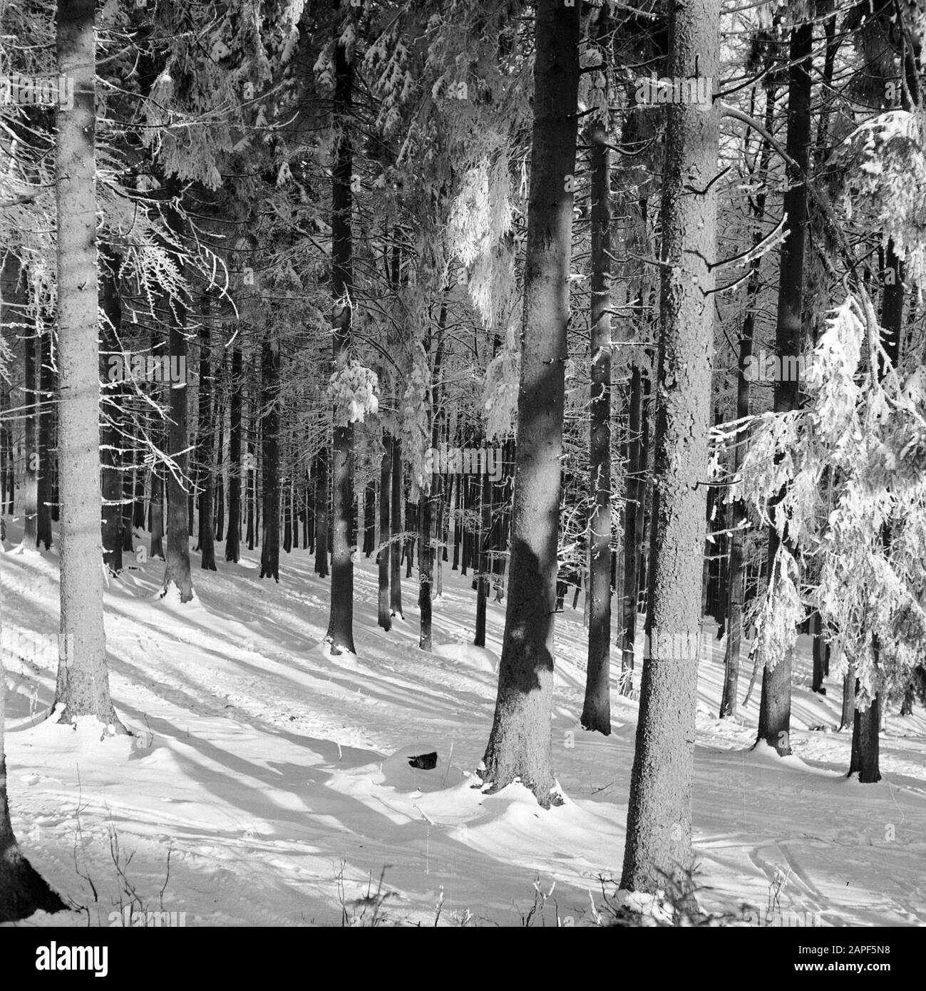 Rothaargebergte Description: Forêt en hiver Date: Non daté lieu: Allemagne, Rhénanie-du-Nord-Westphalie, Allemagne de l'Ouest mots clés: Forêts, neige, hiver Banque D'Images