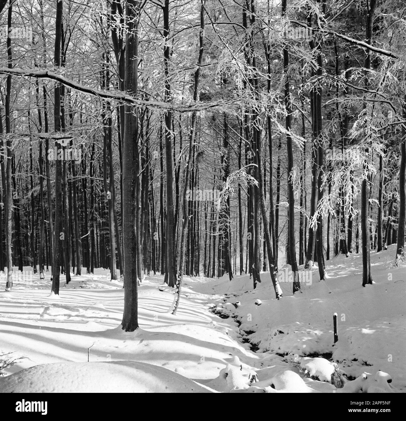 Rothaargebergte Description: Forêt en hiver Date: Non daté lieu: Allemagne, Rhénanie-du-Nord-Westphalie, Allemagne de l'Ouest mots clés: Forêts, neige, hiver Banque D'Images