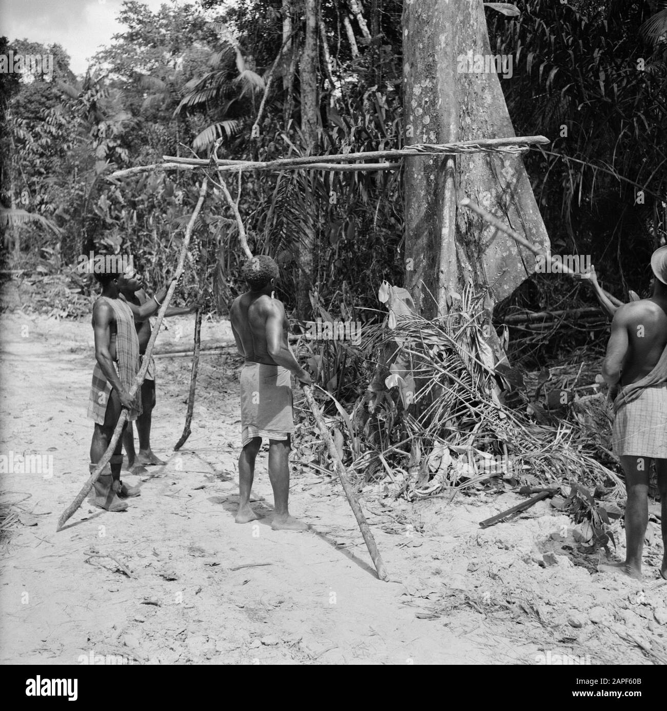 Antilles néerlandaises et Suriname au moment de la visite royale de la Reine Juliana et du Prince Bernhard en 1955 Description: Forêt créole abattant des arbres Date: 1 octobre 1955 lieu: Suriname mots clés: Arbres, forêt#####, bois, population autochtone Banque D'Images