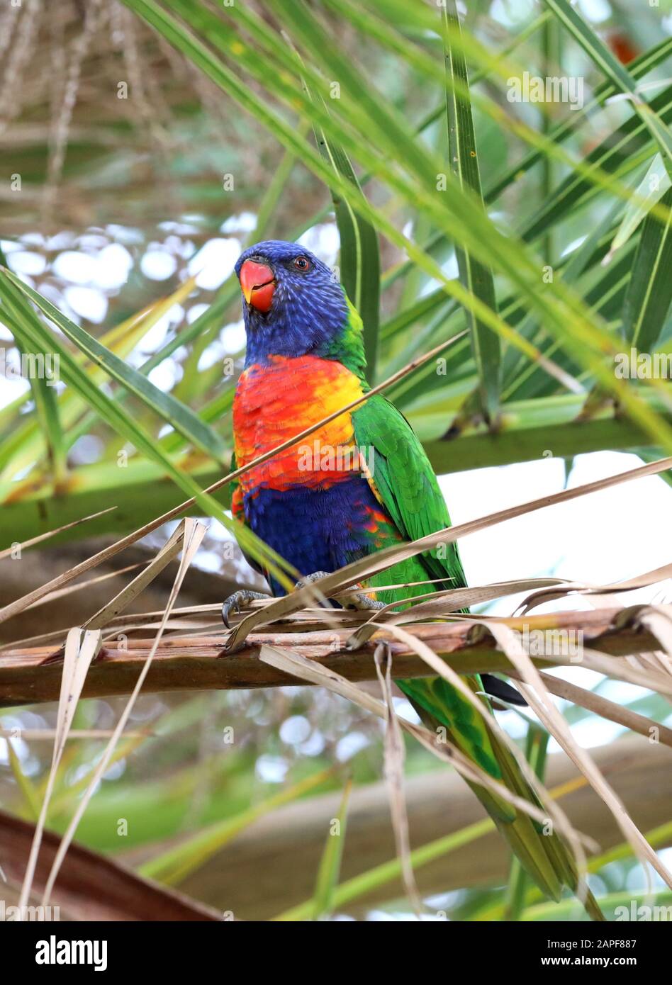 Perruches très colorées : magnifique Budgie arc-en-ciel perché dans une paume. Banque D'Images