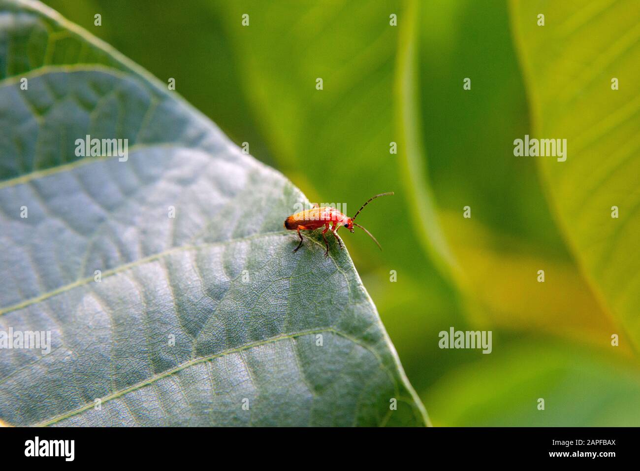 Macro tir de petit tapis rouge sur la grande feuille verte. Petit/petit insecte rouge petit atterrissage de bug sur la feuille verte de légumes avec fond de flou bokeh. Banque D'Images
