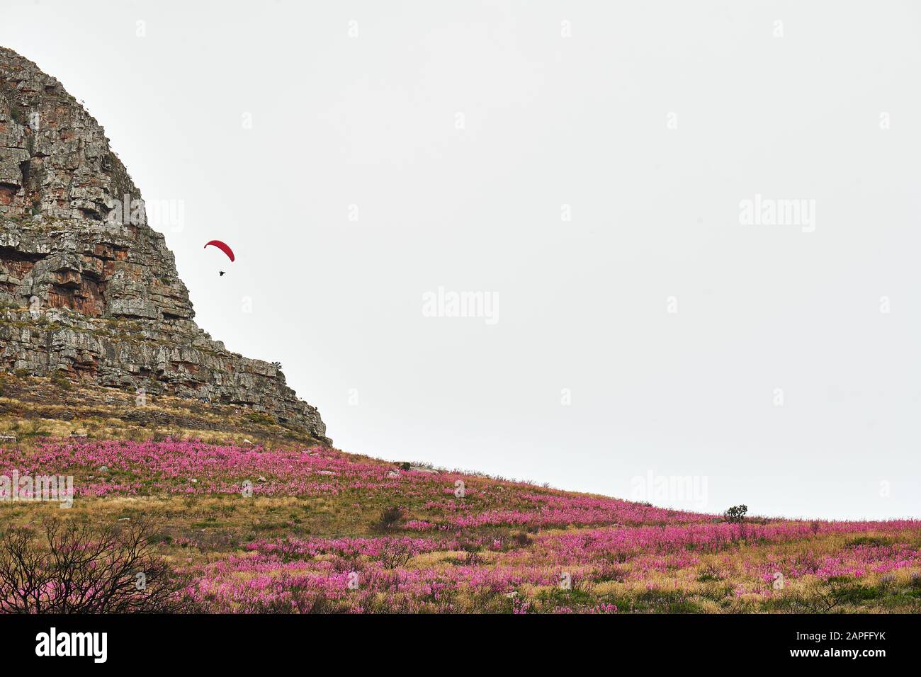 Watsonia Rose Sur La Tête De Signaux Banque D'Images