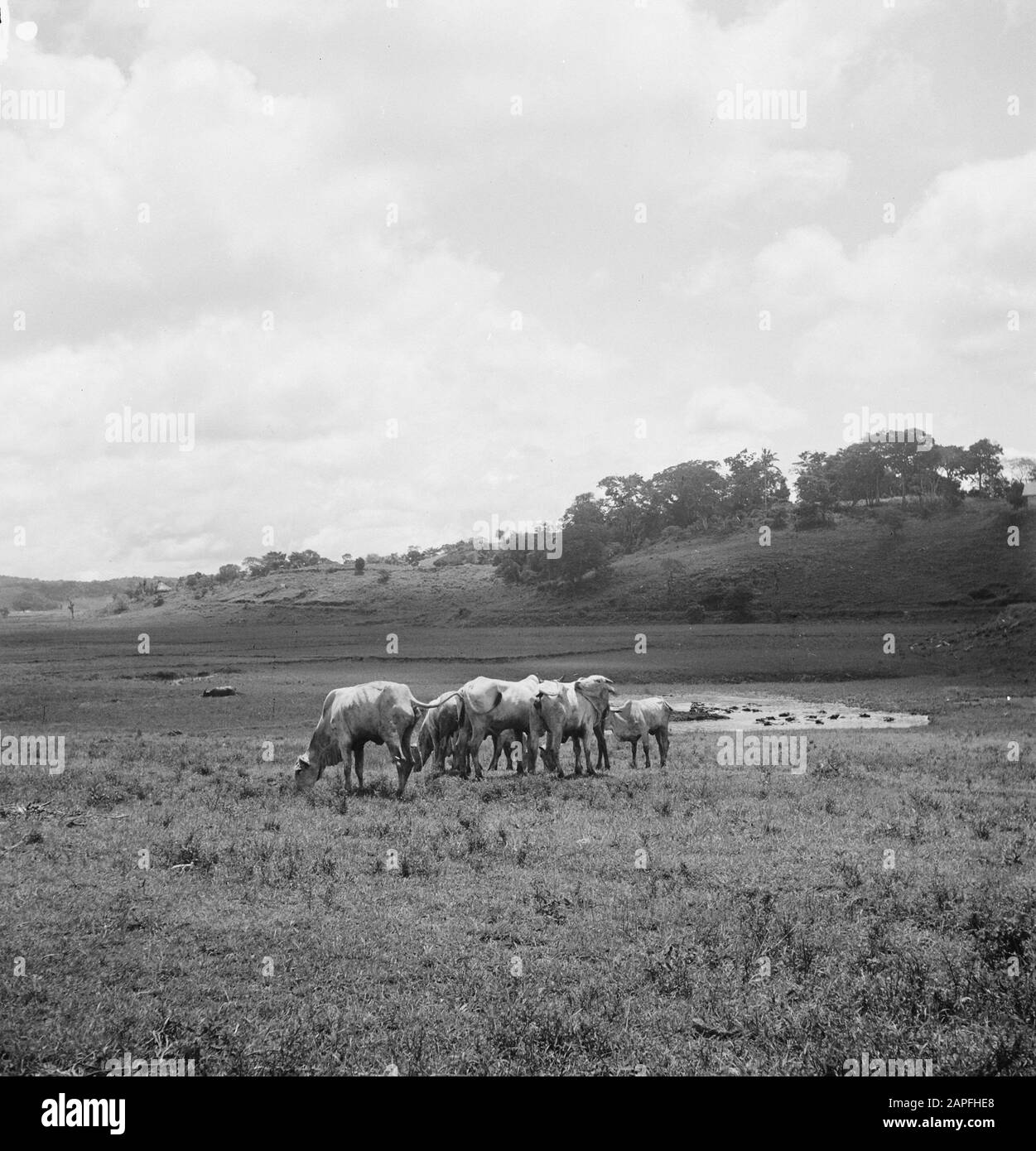 Reportage Sumba, Waingapoe, Waikabubak Et Waikelo Description: [Buffalo Pacage] Date: Mars 1949 Lieu: Indonésie, Hollandais East Indies, Sumba Banque D'Images