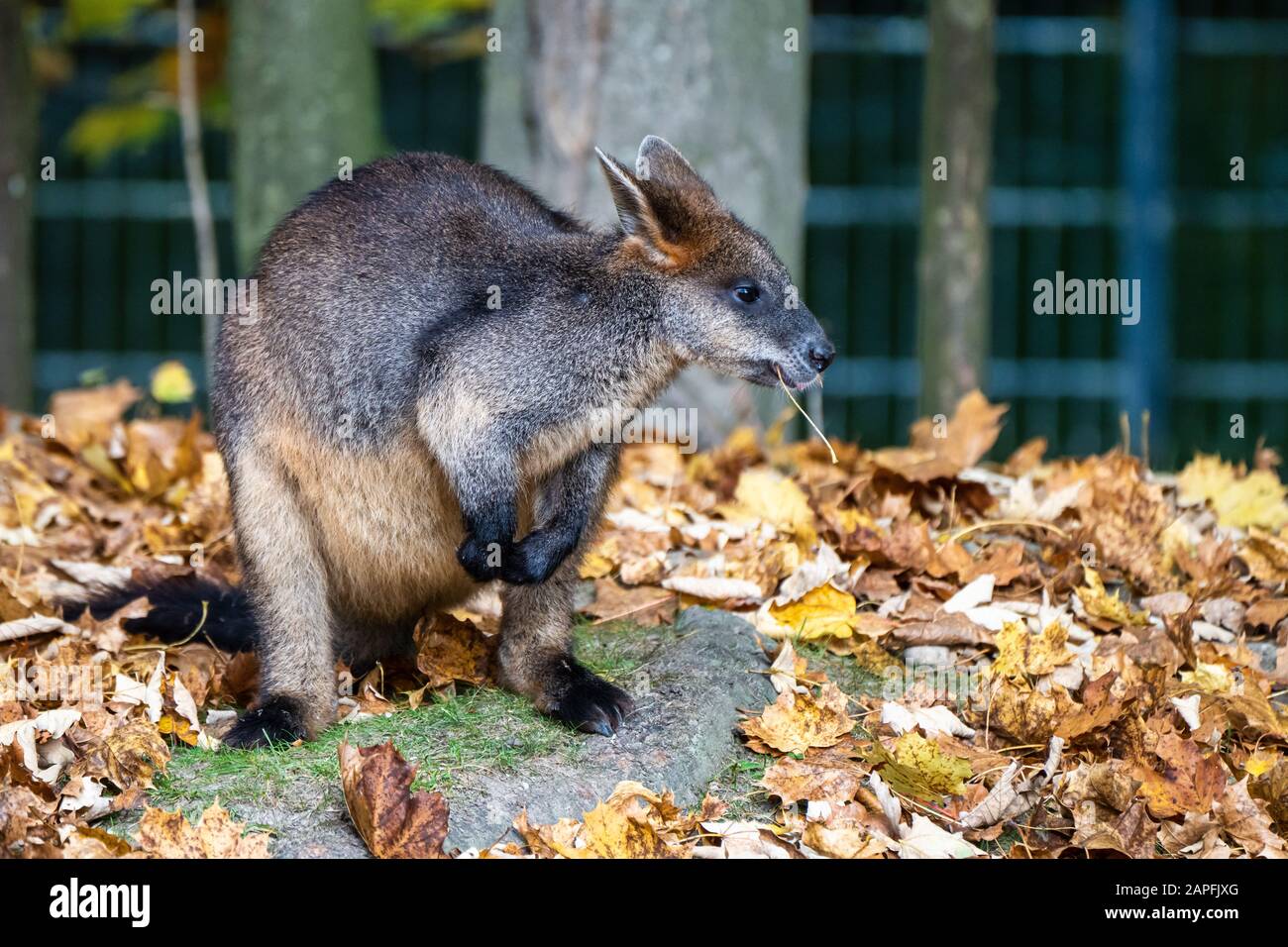Bicolores, Wallabia bicolor, est l'un des plus petits kangourous. Ce wallaby est également connue sous le nom de wallaby noir Banque D'Images