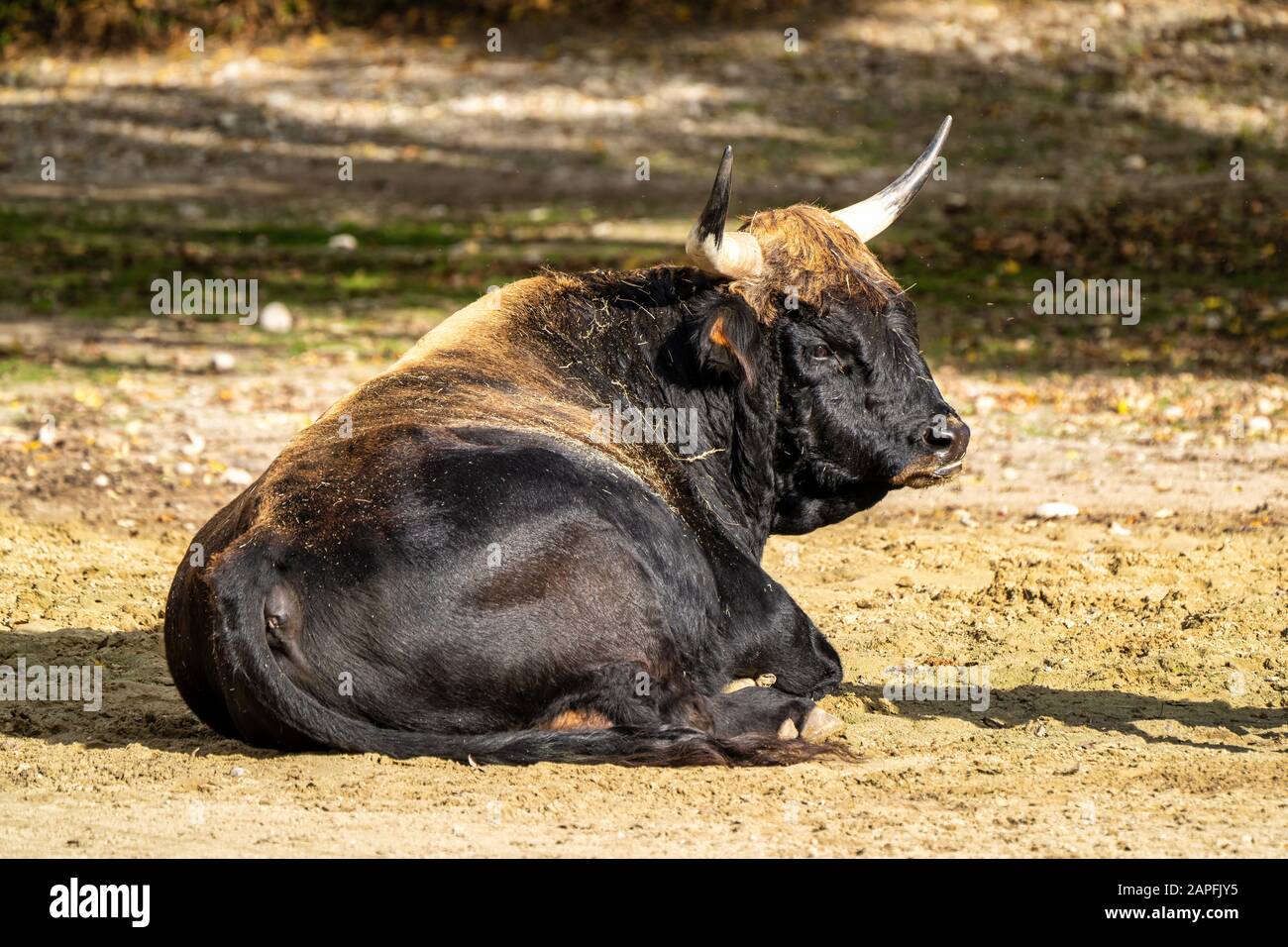 Bovins Heck, Bos primigenius taurus, réclamé pour ressembler à l'aurochs disparu. Banque D'Images