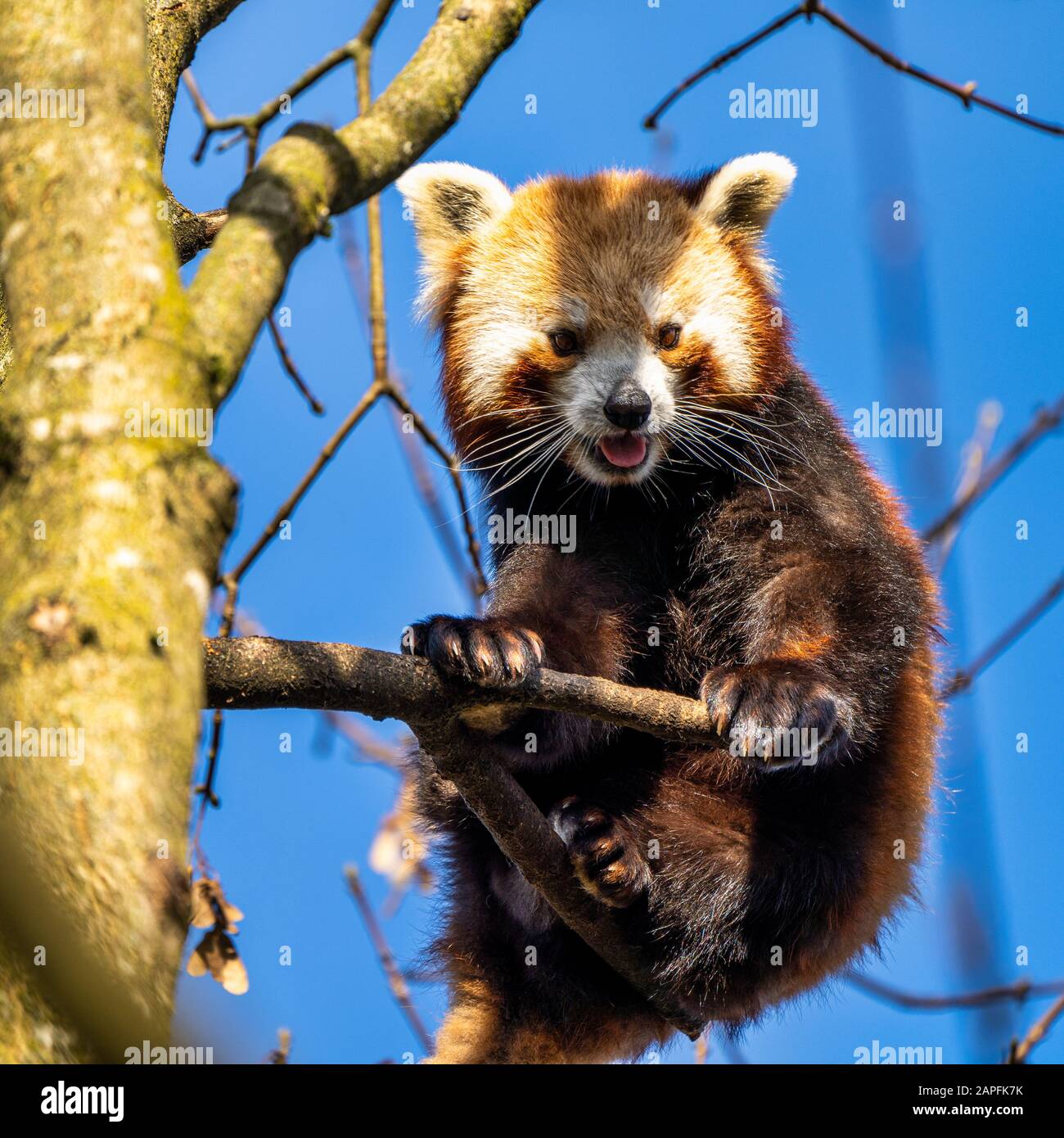 Le petit panda, Ailurus fulgens, également appelé le panda moindre et le chat rouge-ours. Banque D'Images