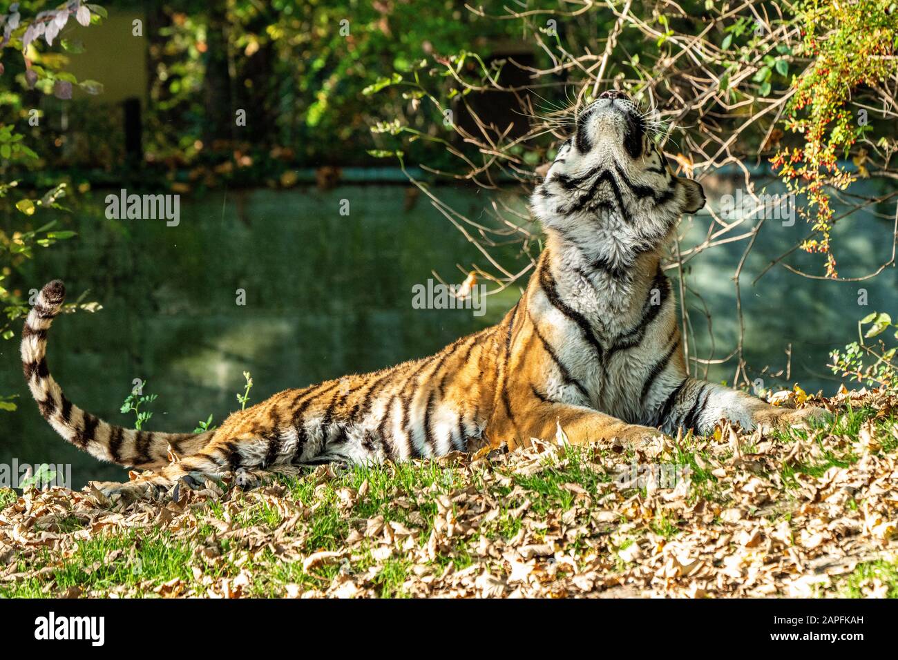 Le tigre de Sibérie, Panthera tigris altaica est le plus grand chat dans le monde Banque D'Images