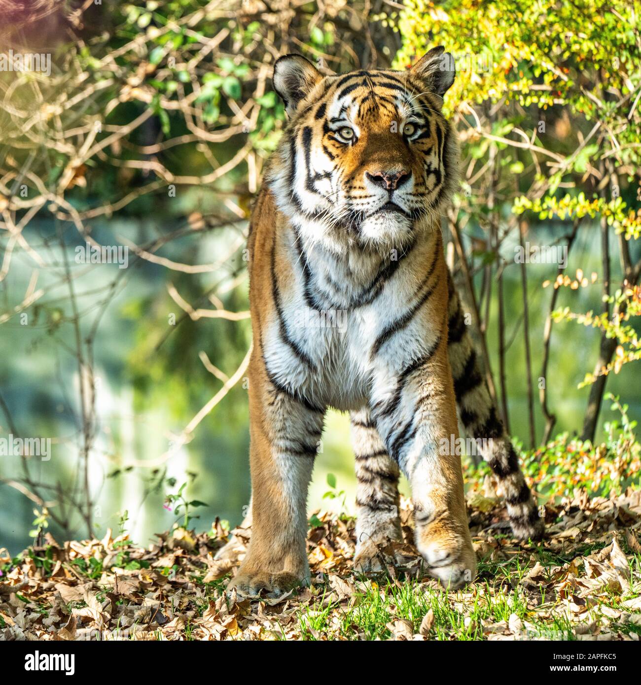 Le tigre de Sibérie, Panthera tigris altaica est le plus grand chat dans le monde Banque D'Images