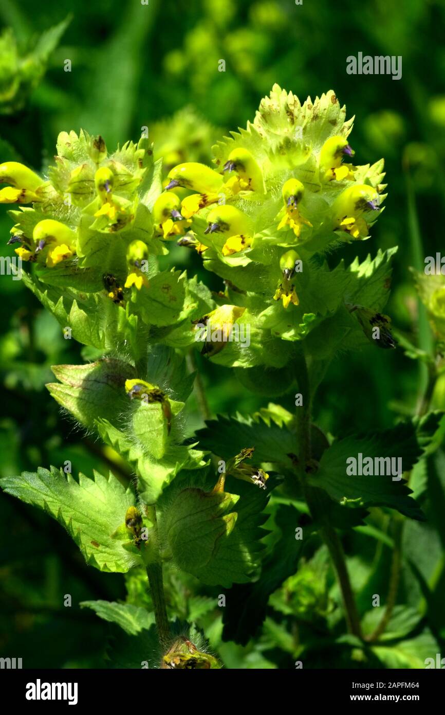 Zottiger Klappertopf, Rhinanthus Alectorolophus Banque D'Images