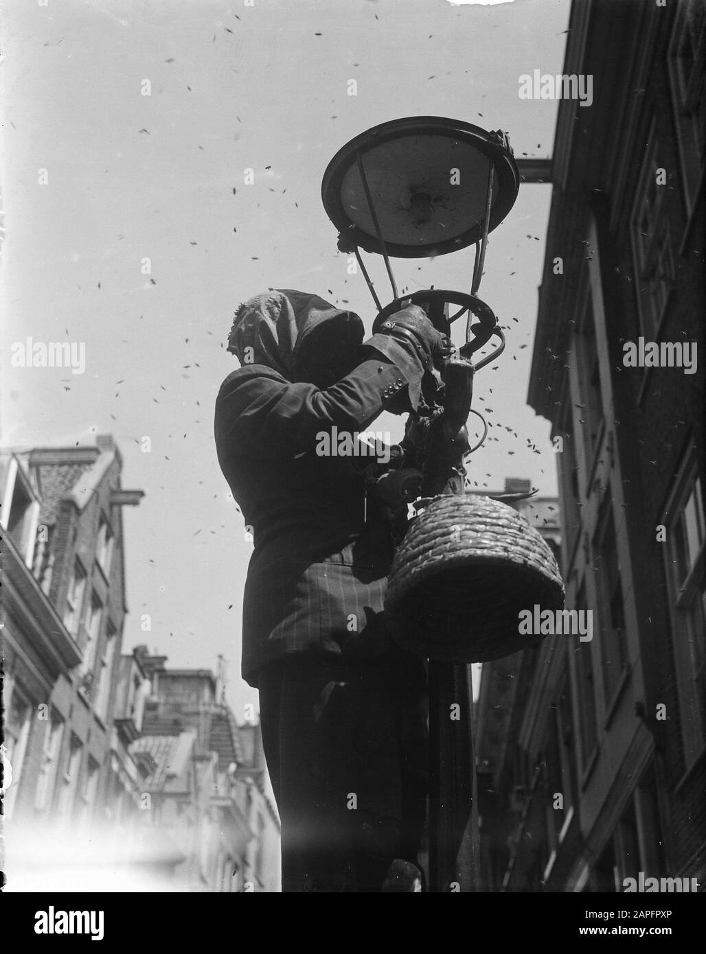 Colonie d'abeilles au lampadaire Date : 25 juin 1948 Banque D'Images
