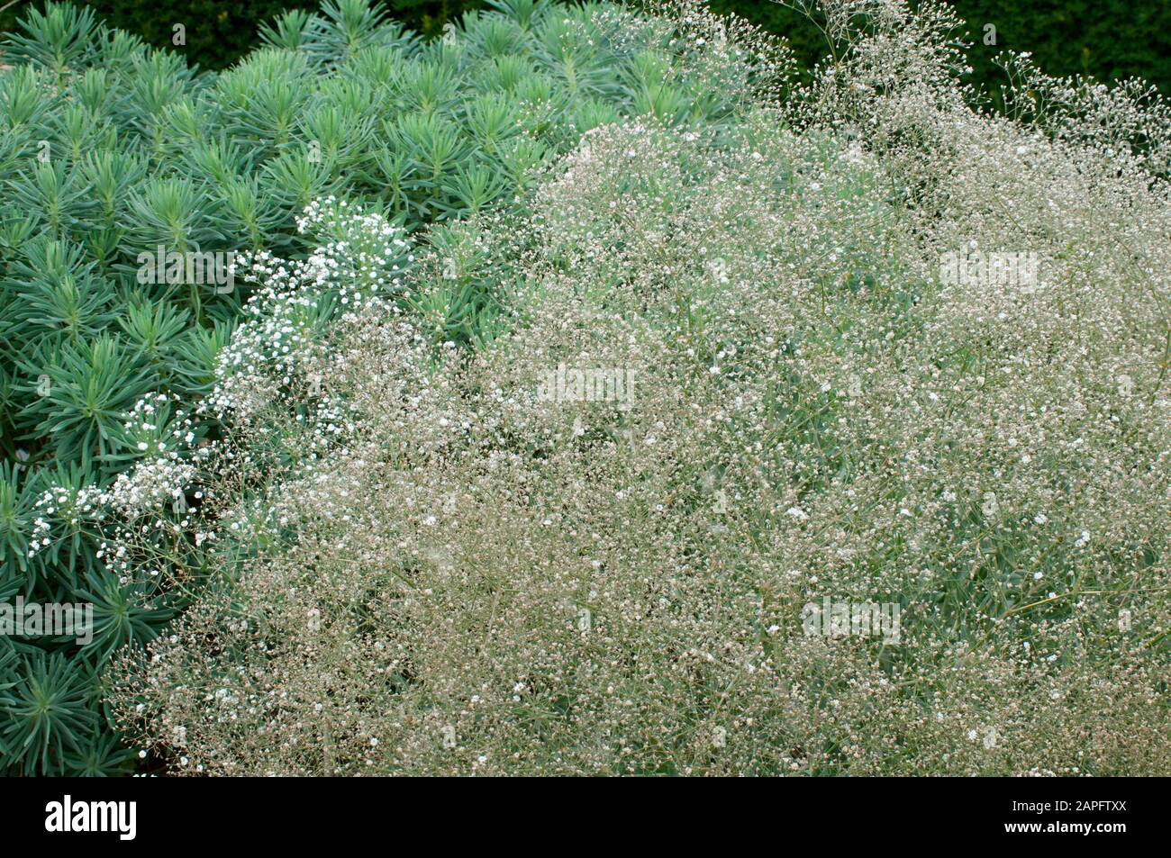 Souffle De Bebe Gypsophila Paniculata Bristol Fairy En Fleur Photo Stock Alamy