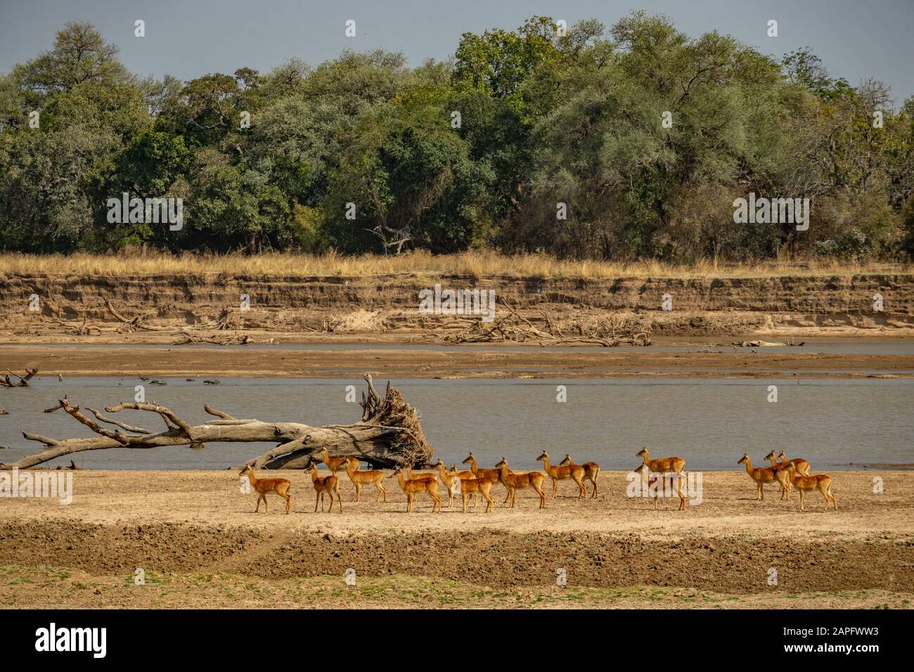 Grand groupe de pukus près de la rivière alerté pour les prédateurs Banque D'Images