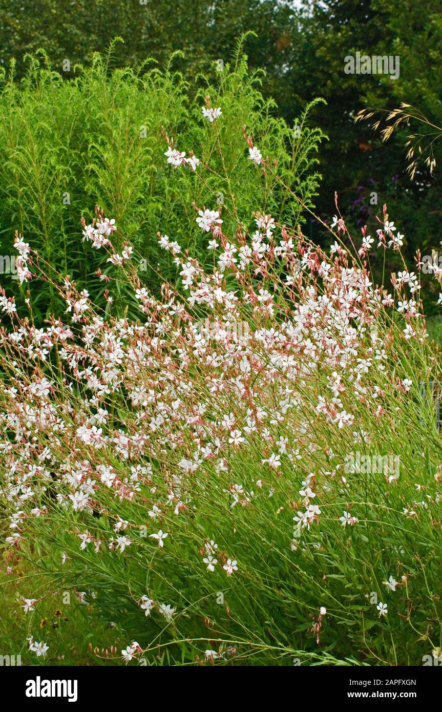 Le beeblossom de Lindheimer (Gaura lindheimeri) en fleur Photo Stock - Alamy