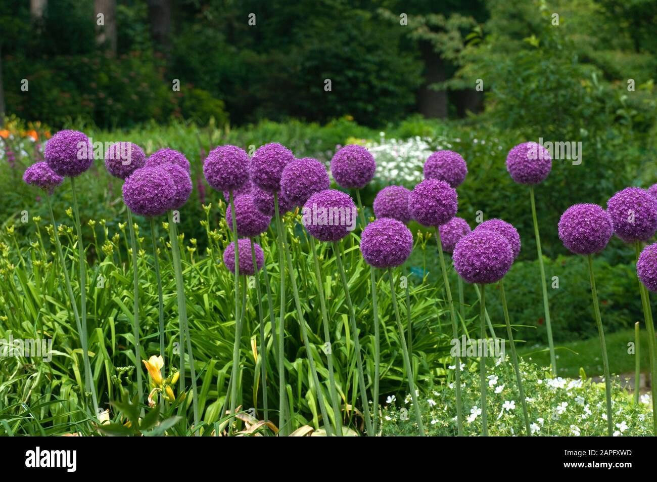 Giant allium allium giganteum Banque de photographies et d’images à