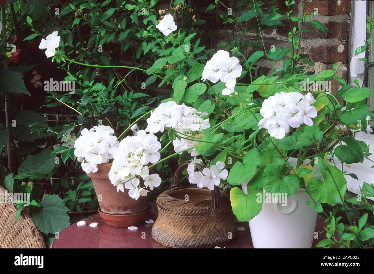 Géranium Zonale blanc (hortorum de pélargonium) en pot Photo Stock - Alamy