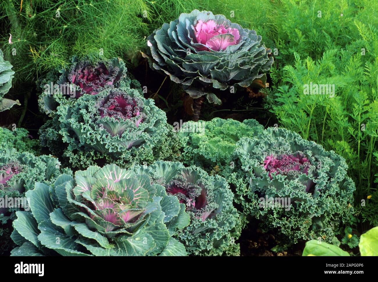 Le kale oromental (Brassica oleracea) en automne Banque D'Images