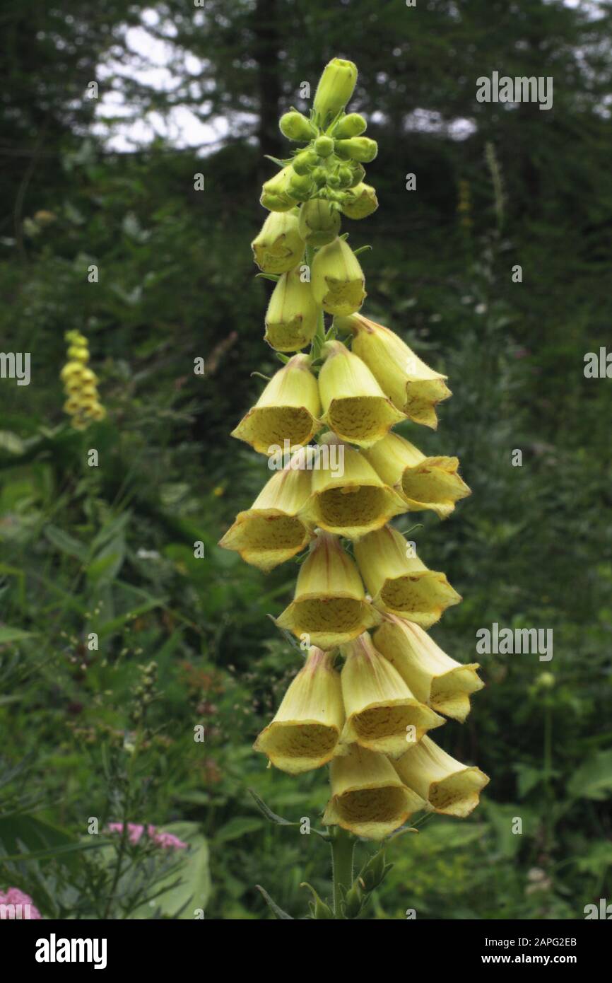 Grosblütiger Fingerhut, Digitalis Grandiflora Banque D'Images