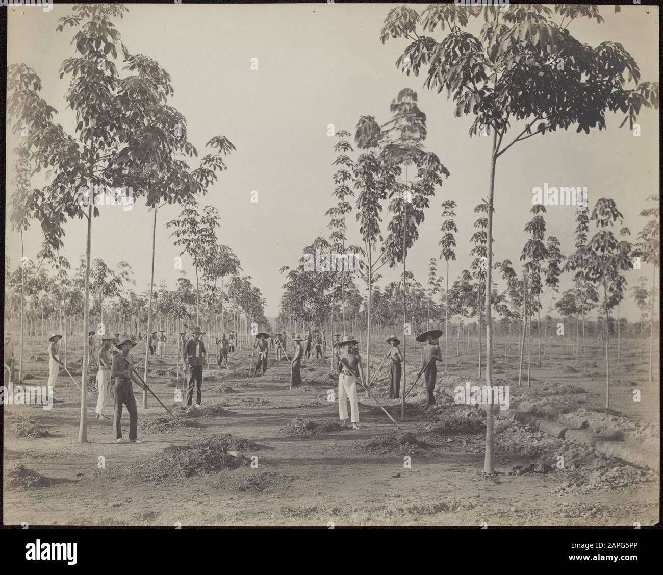 Rubber Plantation Balang Seragam in Deli Description: Les travailleurs chinois ont houé sur la nouvelle plantation de la plantation de caoutchouc Balang Seragam in Deli (East Sumatra) Date: 1880 lieu: Deli, Indonésie, Dutch East Indies, Sumatra mots clés: Chinois, travailleurs, plantations, caoutchouc Banque D'Images